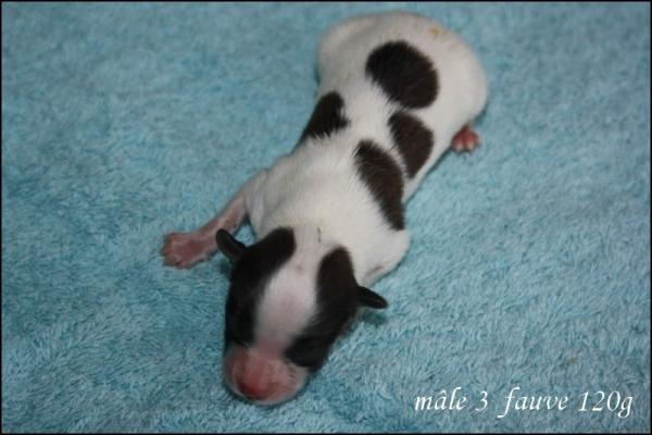 Male 3 fauve 120g 2