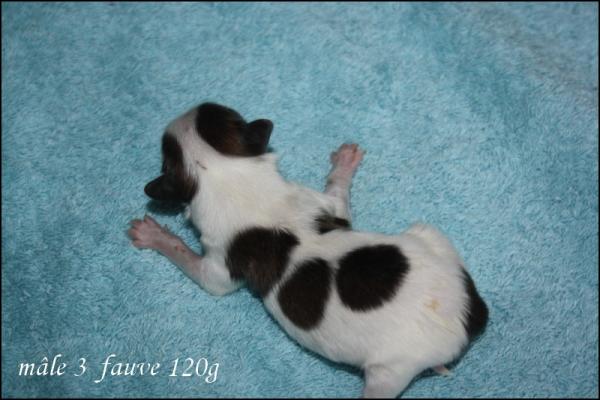 Male 3 fauve 120g 4