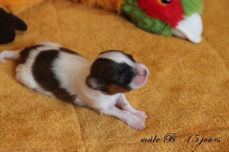 Male b 15 jours 4