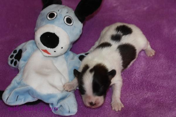 Male fauve 8 jours 4