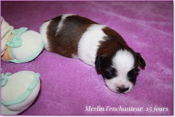 Merlin l enchanteur 15 jours 5