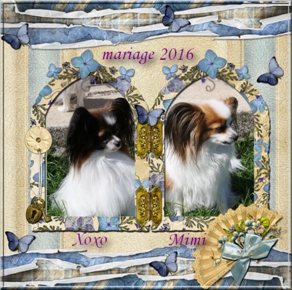 Mimi et xoxo mariage 2016 1