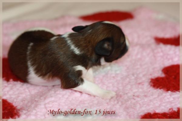 Mylo golden fox 15 jours 1