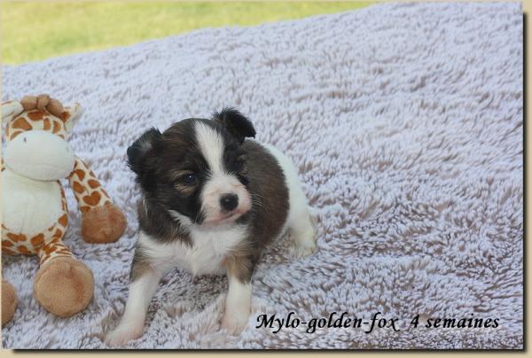 Mylo golden fox 4 sems 1