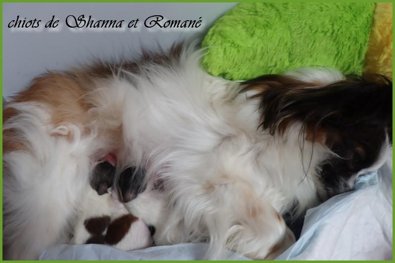 Naissance des chiots de shanna