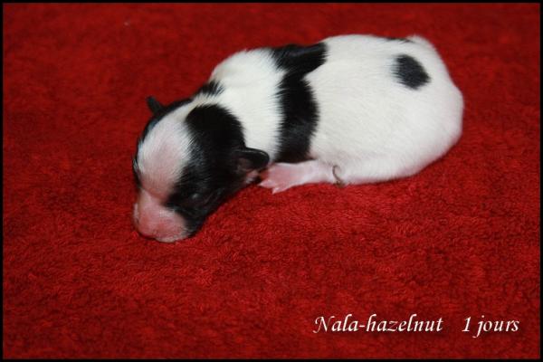 Nala hazelnut 1 jour 1