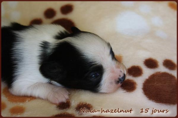 Nala hazelnut 15 jours 1