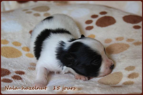 Nala hazelnut 15 jours 4