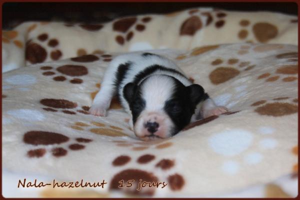 Nala hazelnut 15 jours 6