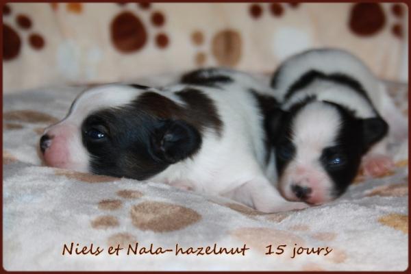 Nala hazelnut 15 jours 7