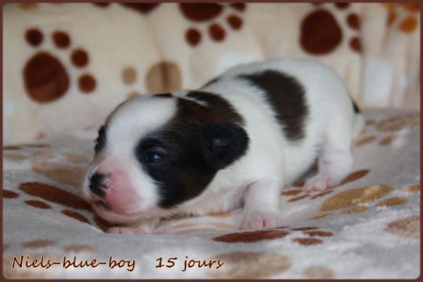 Niels blue boy 15 jours 4