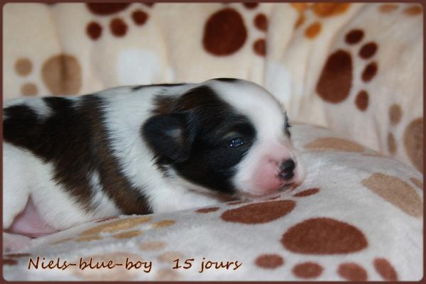 Niels blue boy 15 jours 5