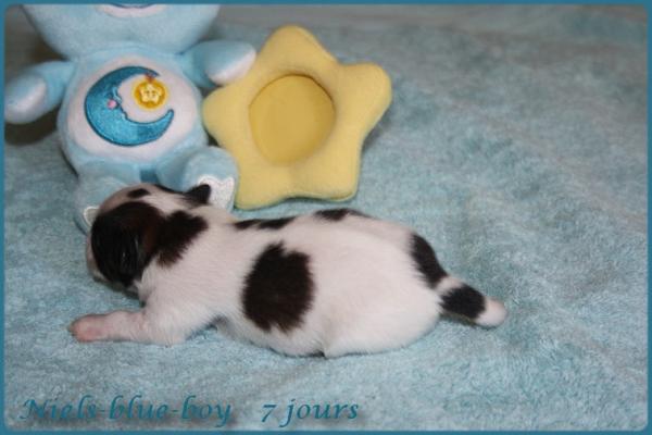 Niels blue boy 7 jours 7