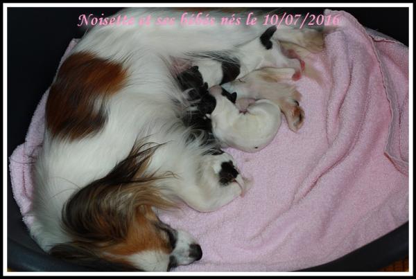 Noisette et ses bebes 07 2016 1