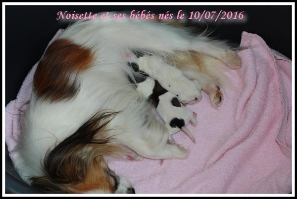 Noisette et ses bebes 07 2016 2