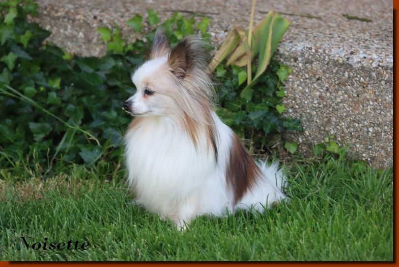 Noisette16 ans 2