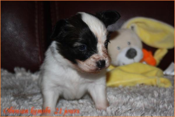 Obiwan 21 jours 1
