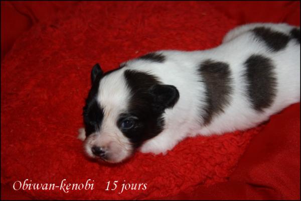 Obiwan kenobi 15 jours 1