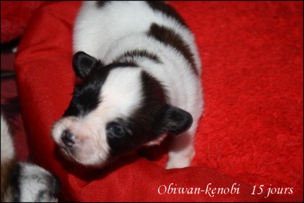 Obiwan kenobi 15 jours 5