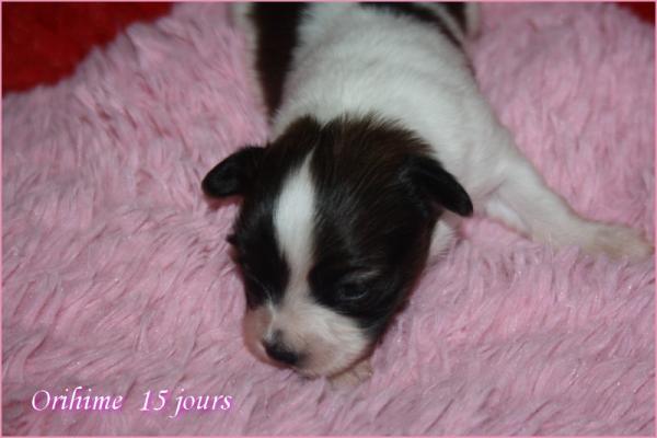 Orihime 15 jours 1