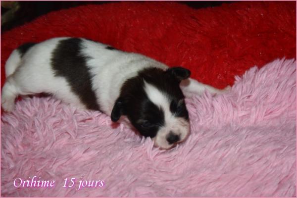 Orihime 15 jours 4