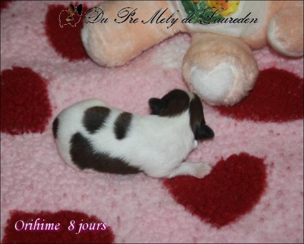 Orihime 8 jours 5