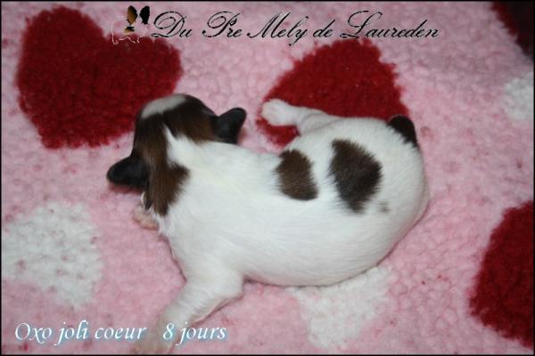 Oxo joli coeur 8 jours 1