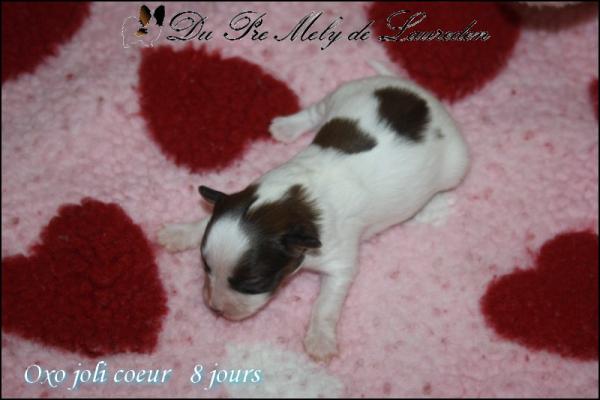 Oxo joli coeur 8 jours 5
