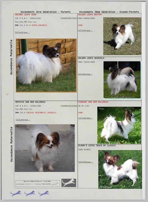 Pedigree de lady 1