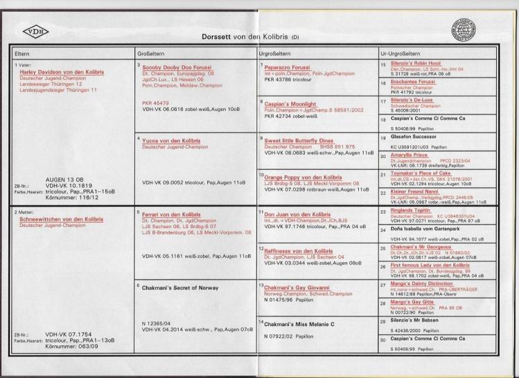 Pedigree dorssett 1