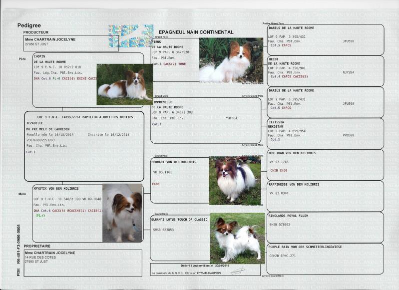 Pedigree jezabelle 1