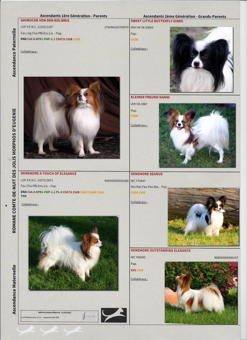 Pedigree romane 2