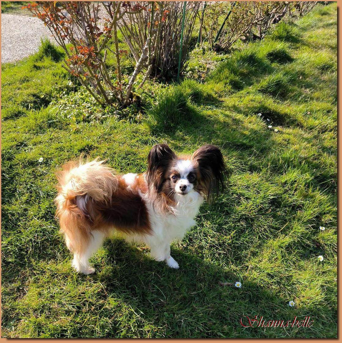 Shanna 04 2025 4 ans 1
