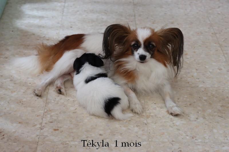 Tekyla 1 mois 2