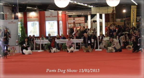 x-mystix-paris-dog-show-01-2013-13.jpg