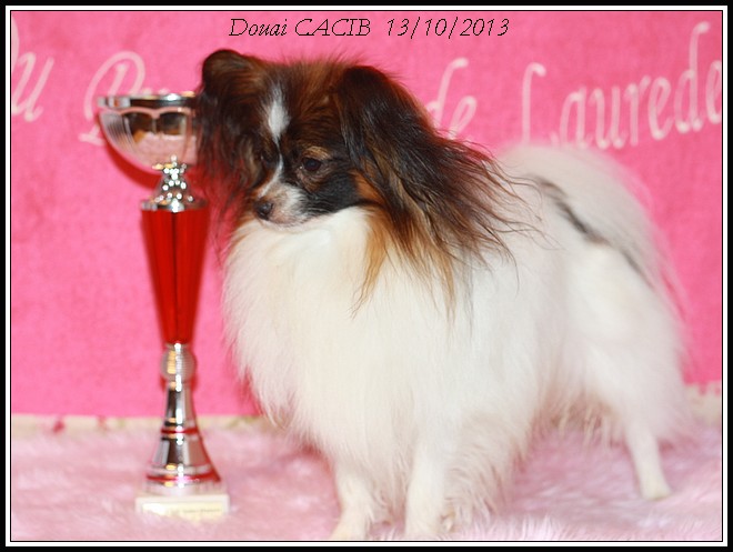 xoxo-douai-cacib-10-2013-1-1.jpg