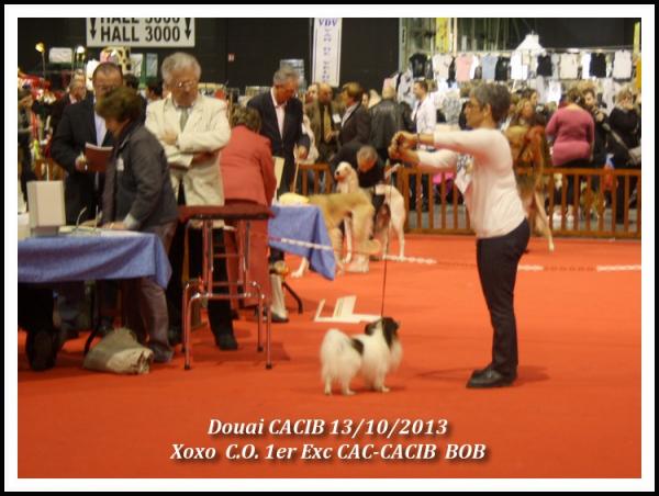 xoxo-douai-cacib-10-2013-2.jpg